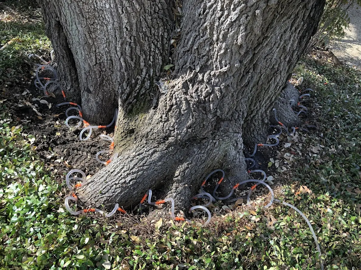 Detailed Tree Cabling and Bracing job site in Erwin