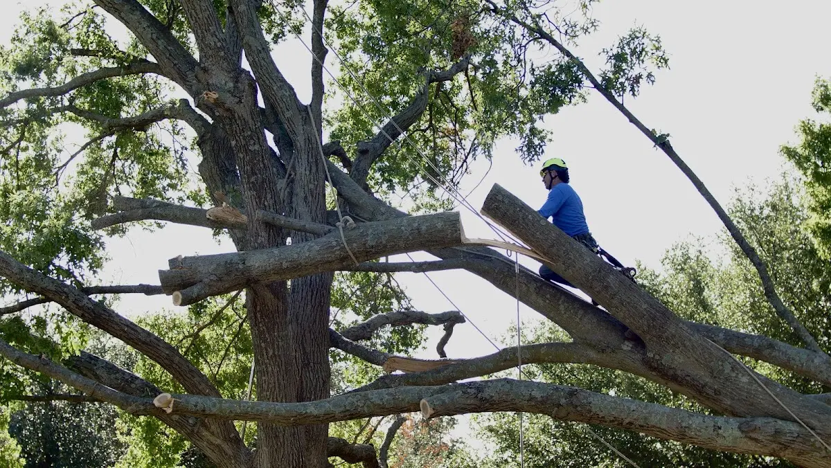 Professional Hazardous Tree Removal performed by certified arborists in Erwin