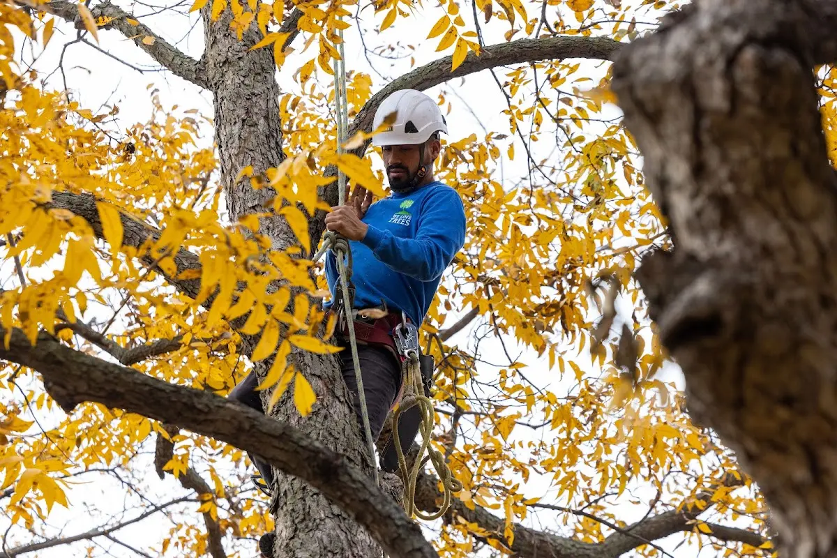 Skilled Tree Transplanting crew working in Erwin